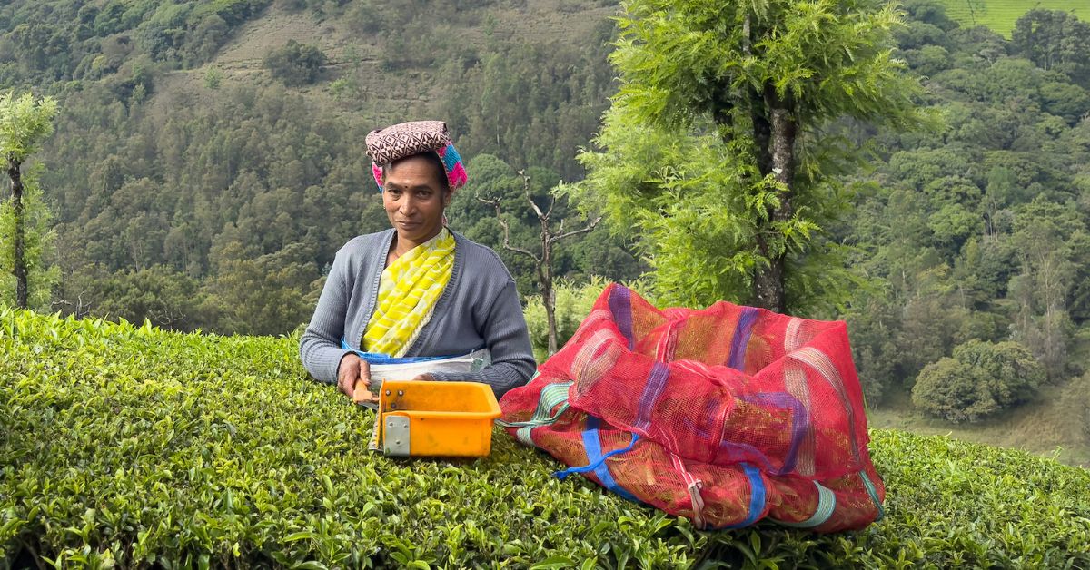 Women in the Tea Industry: Power and Influence in Every Cup